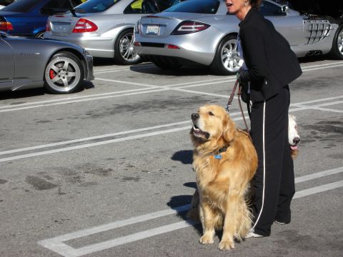 1998 Ford Crown Victoria - golden retriever sits patiently on a leash in a parking lot next to a person, near a silver Mercedes SLR McLaren.