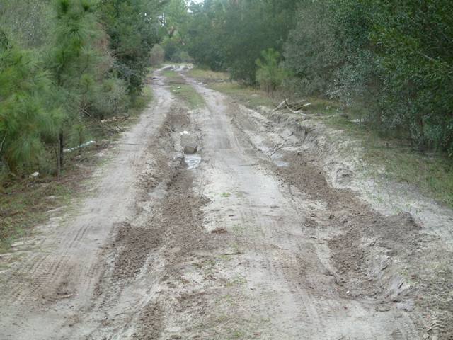 Muddy dirt road with tire tracks winding through trees