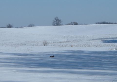 1995 Mercury Grand Marquis - A dog runs through a snow-covered landscape under a clear blue sky.