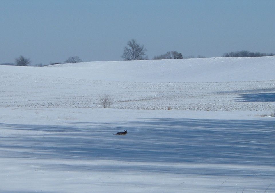 dog running across a snow-covered field with trees in the background