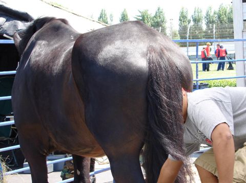 1995 Ford Probe - A person is tending to a horse's hindquarters and tail in an outdoor enclosure.