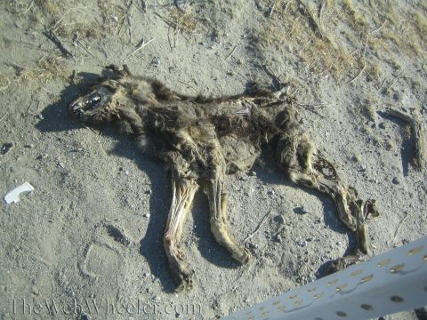 1990 Ford Bronco - dried, decomposed four-legged animal carcass lies on dusty desert ground next to a piece of metal.