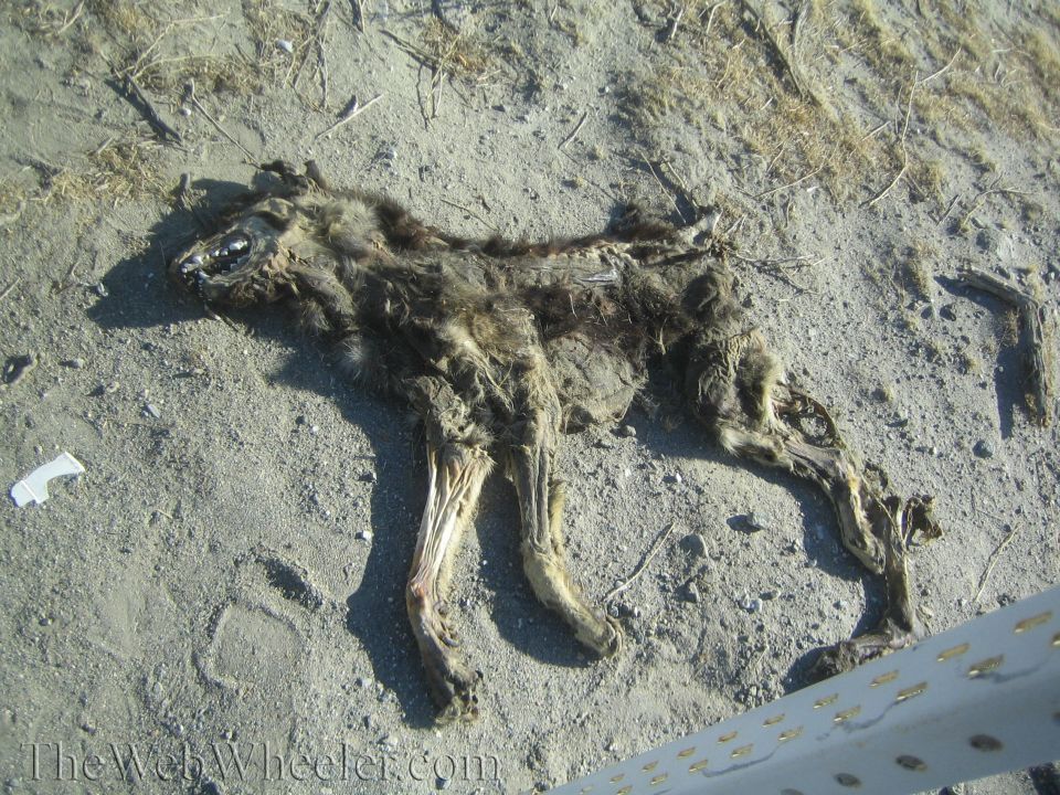 Decomposed animal carcass lying on dry desert ground beside metal trim