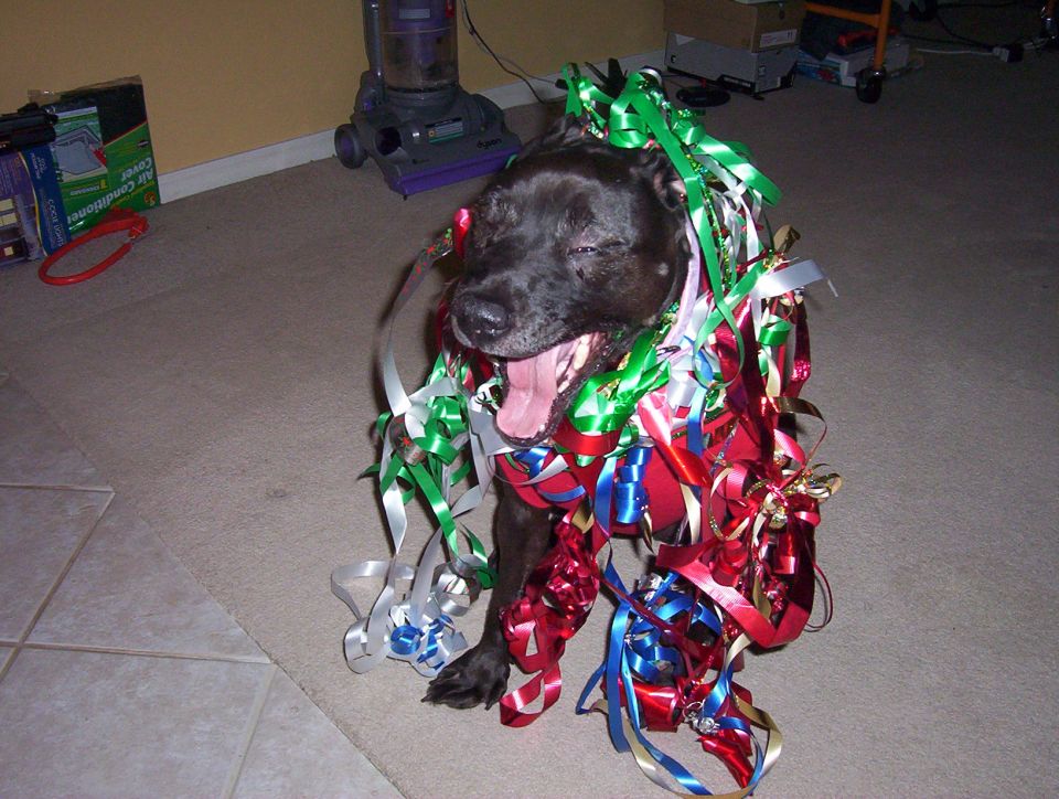 Black dog tangled in colorful ribbons, yawning