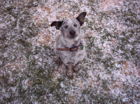 1987 Jeep Cherokee - A dog sits on a patch of grass dusted with snow, looking up at the camera.