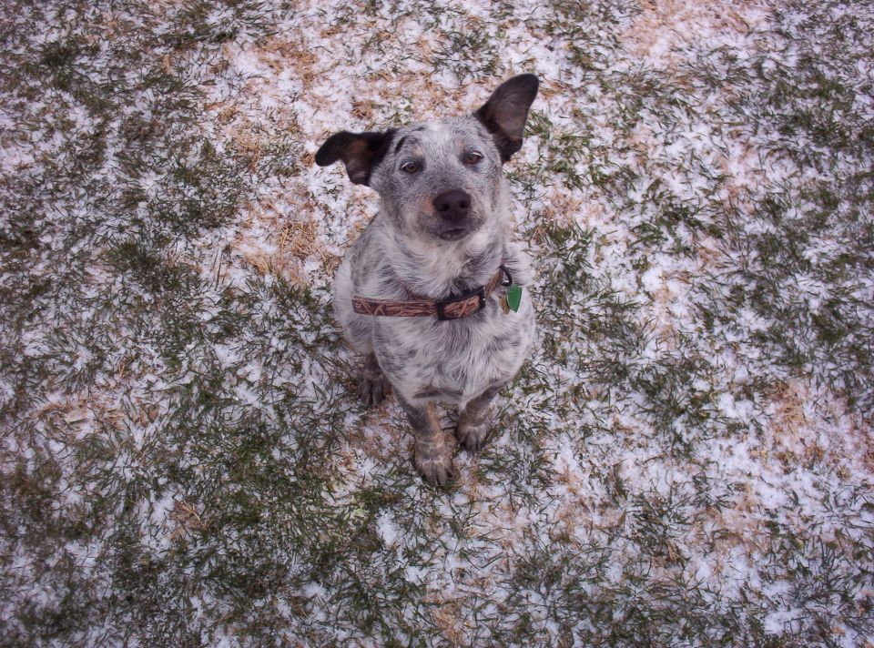 Blue heeler dog sitting on grass with light snow, wearing a camouflage collar