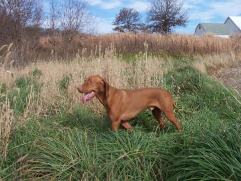 1993 Ford Bronco - A brown dog stands in a field of tall grass near a farm building under a partly cloudy sky.