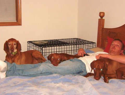 1993 Ford Bronco - A man and his three dogs are lounging together on a bed, with one dog holding a ball.