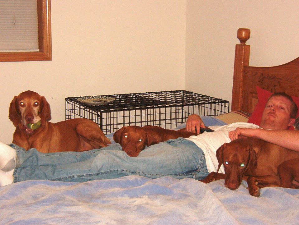 Three dogs and a man relaxing on a bed