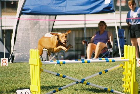 1993 Ford Bronco - Dog competes in an agility event, jumping over a hurdle.