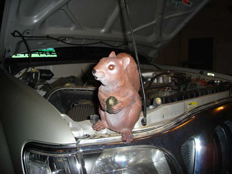 Squirrel figurine on top of a car engine, hood open. Chrome grille and headlight visible