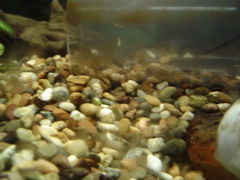 1989 Ford Bronco - A close-up view of aquarium gravel and murky water, with tiny fish visible swimming near the surface.