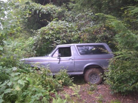 1989 Ford Bronco - 1989 Ford Bronco sits in a wooded area, surrounded by dense vegetation.