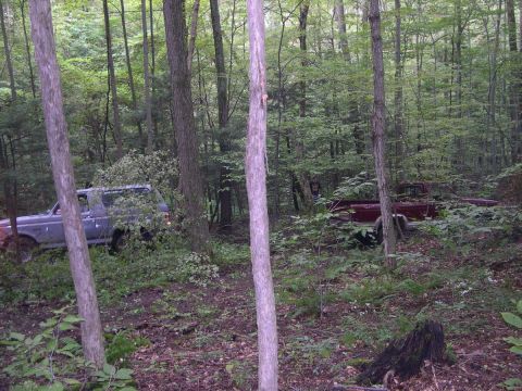 1989 Ford Bronco - Two vehicles are parked off-road in a dense forest setting.