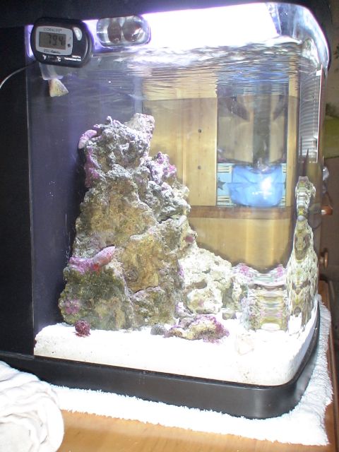 1993 Ford C-350 (Centurion Conversions) - Aquarium scene with live rock, sand substrate, and a digital thermometer displaying 79.4 degrees.