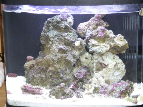 1993 Ford C-350 (Centurion Conversions) - An aquarium scene live rock and sand, with purple and green coralline algae visible.