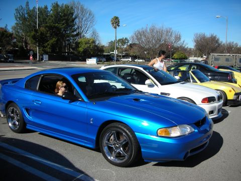1998 Ford Crown Victoria - bright blue Ford Mustang SVT Cobra coupe sits among white and yellow Mustangs at a sunny car show.