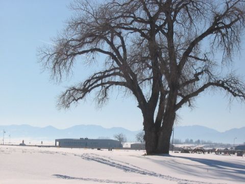 1995 Ford Bronco - A large, bare tree dominates a winter landscape with a building and mountains visible in the distance.