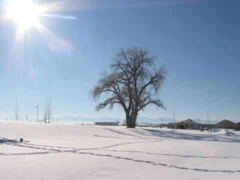 1995 Ford Bronco - A wide shot of a snowy landscape with a large, bare tree dominating the center, under a bright sun.