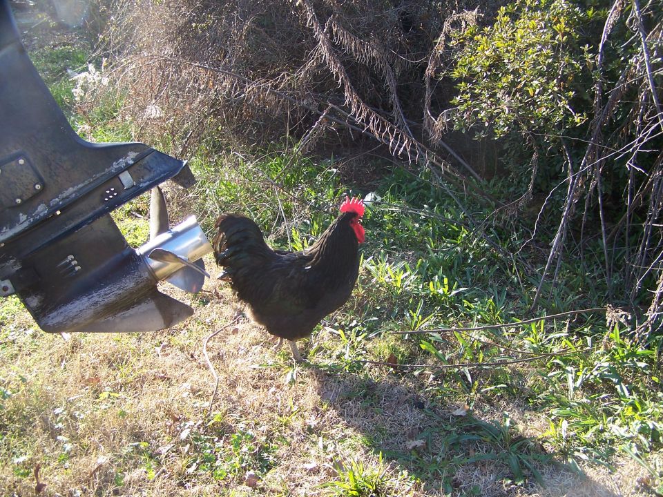 Boat motor with propeller and black rooster standing on dry grass