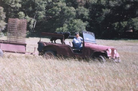 2000 Jeep Cherokee - A man drives a maroon Jeep CJ-5 through a grassy field, towing a trailer loaded with wire cages.