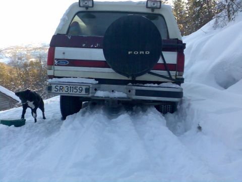 1989 Ford Bronco - A Ford Bronco is buried in snow, with only its rear visible. A dog stands in the snow next to it.