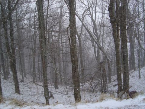1986 Ford Bronco - Winter scene in a forest with snow falling. "SUPERMOTORS" logo is visible.