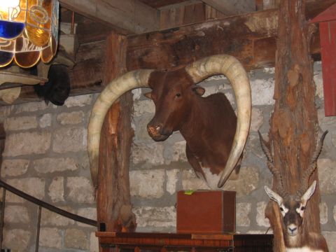 1996 Ford Bronco - Taxidermied bull and antelope heads mounted indoors on a stone wall with wooden beams.
