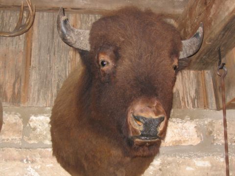 1996 Ford Bronco - A taxidermied bison head is displayed indoors against a wooden plank wall.