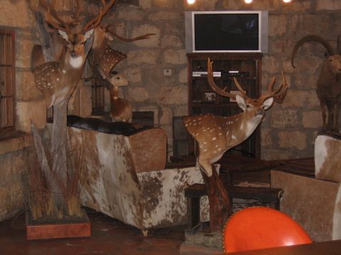 1996 Ford Bronco - A room decorated with taxidermied animals and a unique cowhide sofa is shown.