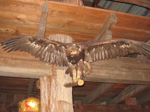 1996 Ford Bronco - A taxidermied eagle is displayed with its wings outstretched, suspended from wooden beams in what appears to be a rustic interior.