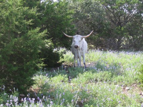 1996 Ford Bronco - A longhorn cattle stands in a field of wildflowers, surrounded by trees.