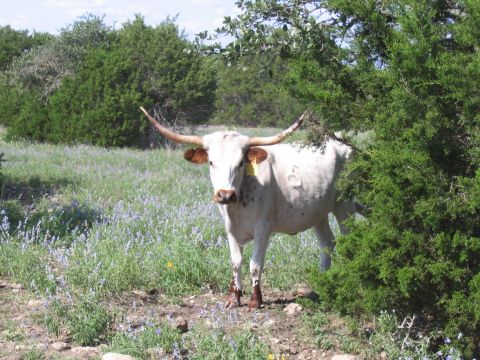 1996 Ford Bronco - A longhorn cow stands in a field dotted with purple wildflowers, partially obscured by a juniper tree.