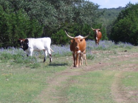 1996 Ford Bronco - Longhorn cattle grazing in a rural landscape with trees and wildflowers.