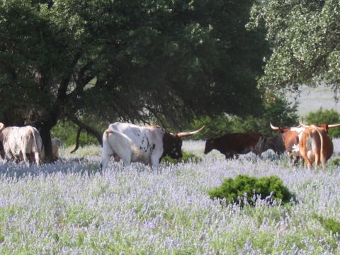 1996 Ford Bronco - Longhorn cattle are seen grazing in a field dotted with purple wildflowers.