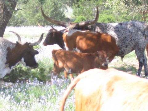 1996 Ford Bronco - A group of longhorn cattle graze in a field dotted with small purple wildflowers.