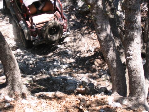 1996 Ford Bronco - A Jeep Wrangler navigates a challenging, rocky off-road path surrounded by trees.