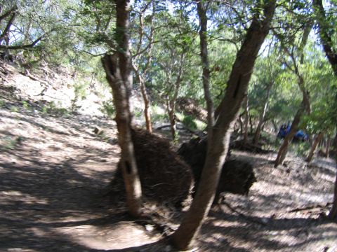 1996 Ford Bronco - A wooded area with dense foliage and a dirt path visible.