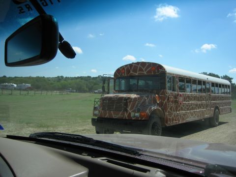 1996 Ford Bronco - A school bus is decorated with a giraffe print pattern and parked outdoors on a sunny day.
