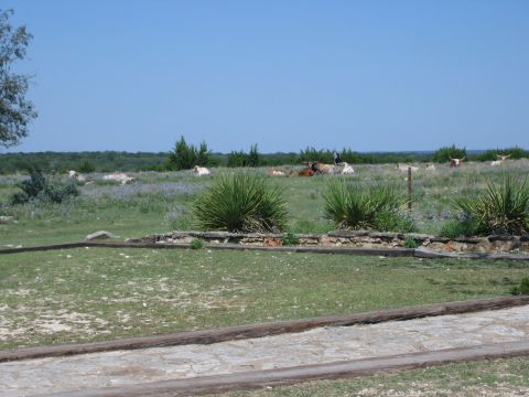 1996 Ford Bronco - Several cattle are lying down in a pasture dotted with wildflowers and yucca plants.