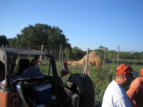 1996 Ford Bronco - A camel stands behind a fence while people observe from a vehicle.
