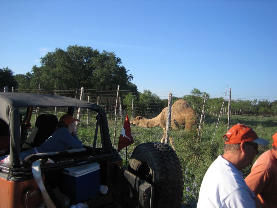 people in an open-top vehicle look at a camel in a fenced enclosure