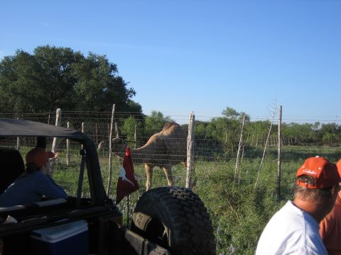 1996 Ford Bronco - A camel stands behind a fence in a grassy field, observed by people in a vehicle.