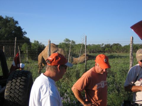 1996 Ford Bronco - A camel is seen in a fenced enclosure with two men and a spare tire in the foreground.