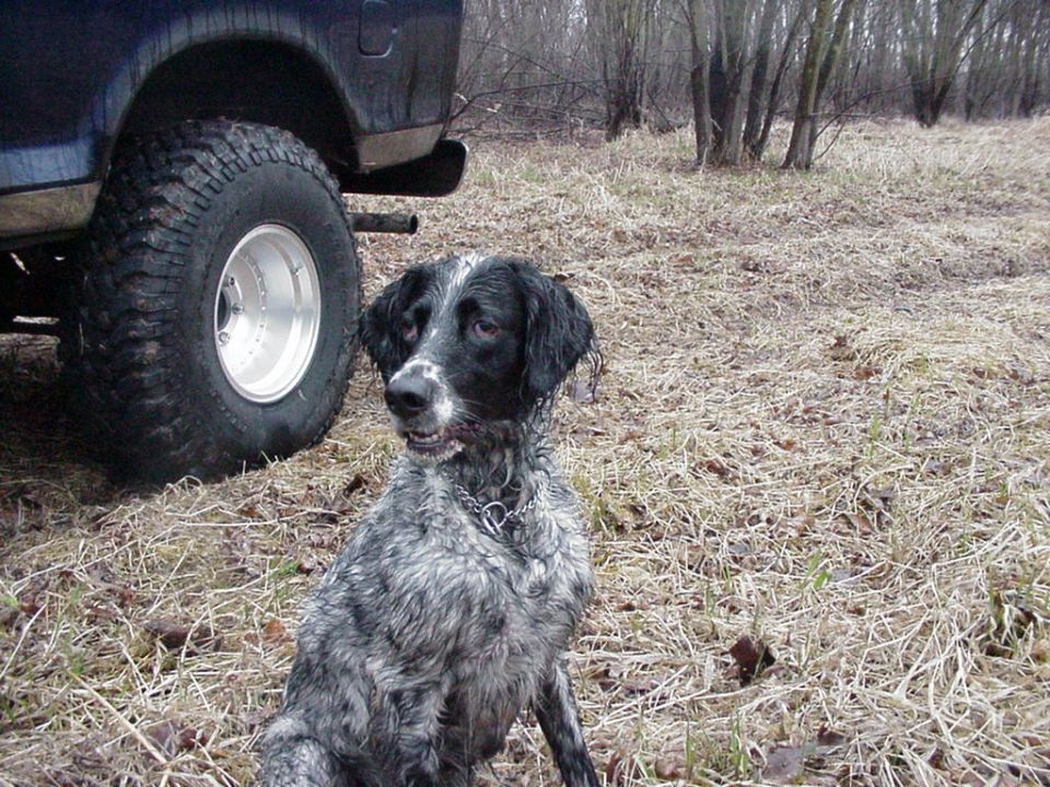 Dog sitting next to a large off-road tire and fender of a dark blue truck