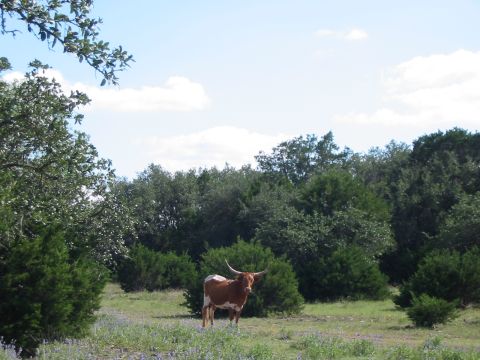 1996 Ford Bronco - A longhorn steer stands in a field of bluebonnets with a wooded area in the background under a partly cloudy sky.