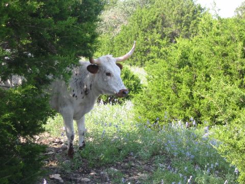 1996 Ford Bronco - A longhorn cow stands in a field of green grass and small blue flowers, partially obscured by trees.