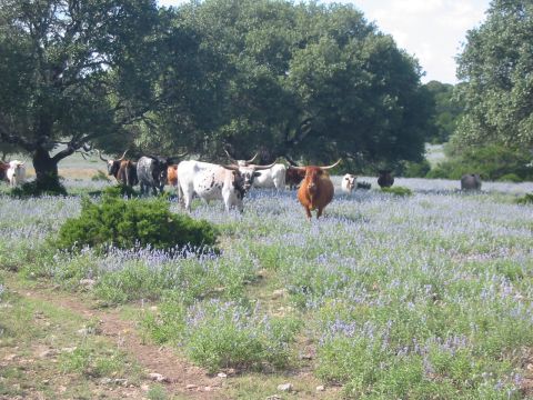 1996 Ford Bronco - A herd of longhorn cattle grazes in a meadow dotted with bluebonnets and wildflowers, with large oak trees providing shade.