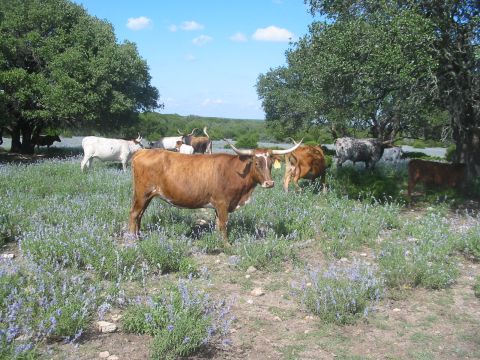 1996 Ford Bronco - Longhorn cattle roam freely in a pasture dotted with wildflowers and shaded by mature trees.