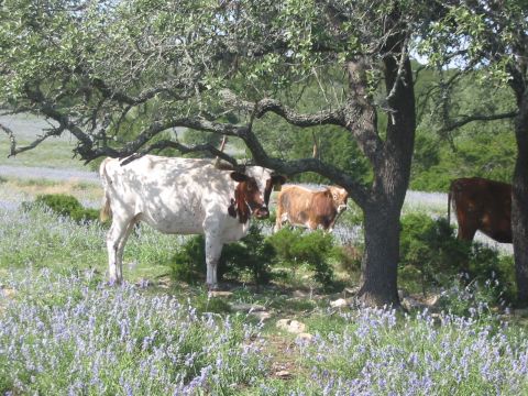 1996 Ford Bronco - Cows graze in a field of purple flowers beneath the shade of a large tree.